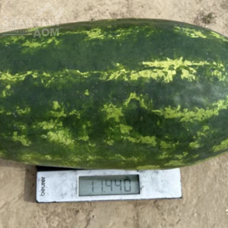 Эксплорер F1 / Eksplorer F1  фото 3