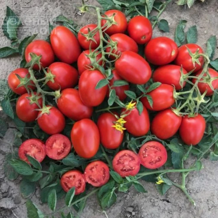 9905 F1 / 9905 F1,110-115 дней фото 1