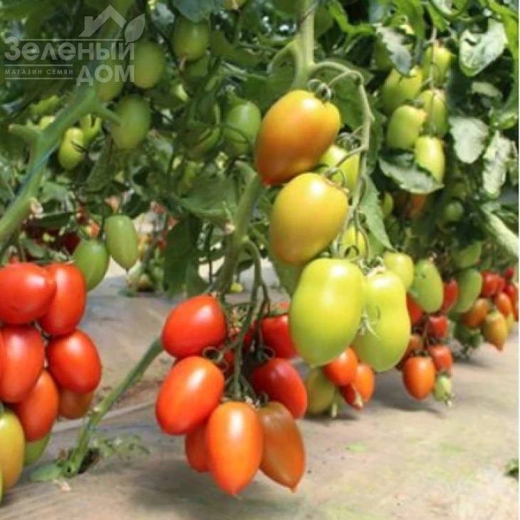 Бакалар F1 / Bakalar F1, 65 дней фото 1