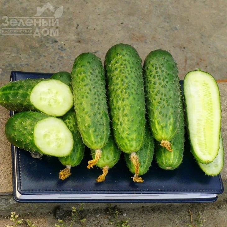 Уникум F1 / Unikum F1,42 дня фото 2