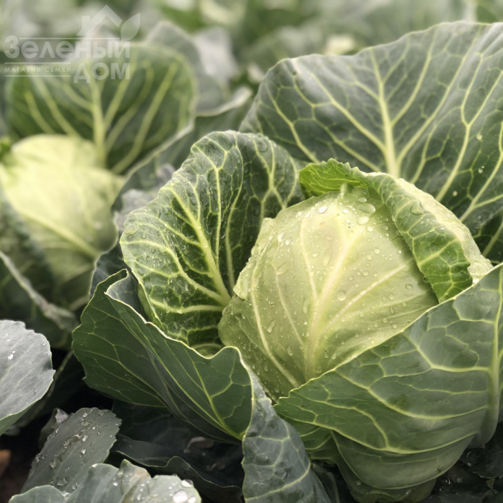 Сплеш бол F1 / Splesh bol F1,45-47 днів фото 1