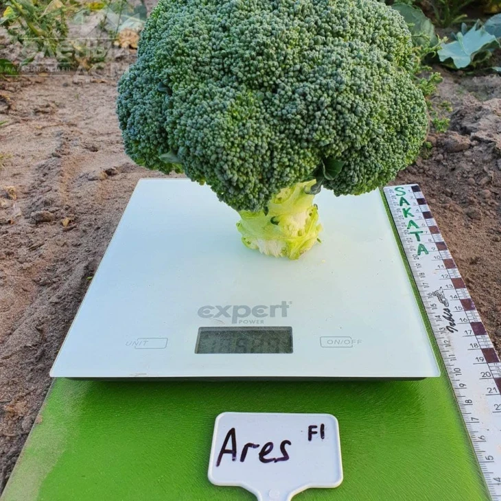 Арес F1 / Ares F1, 60-70 дней фото 1