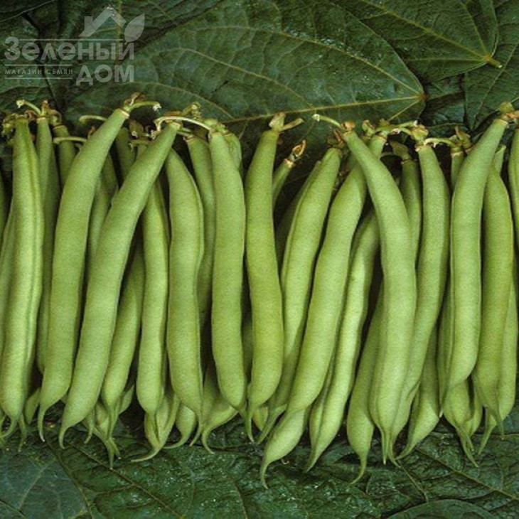 Палома F1 / Paloma F1 фото 1