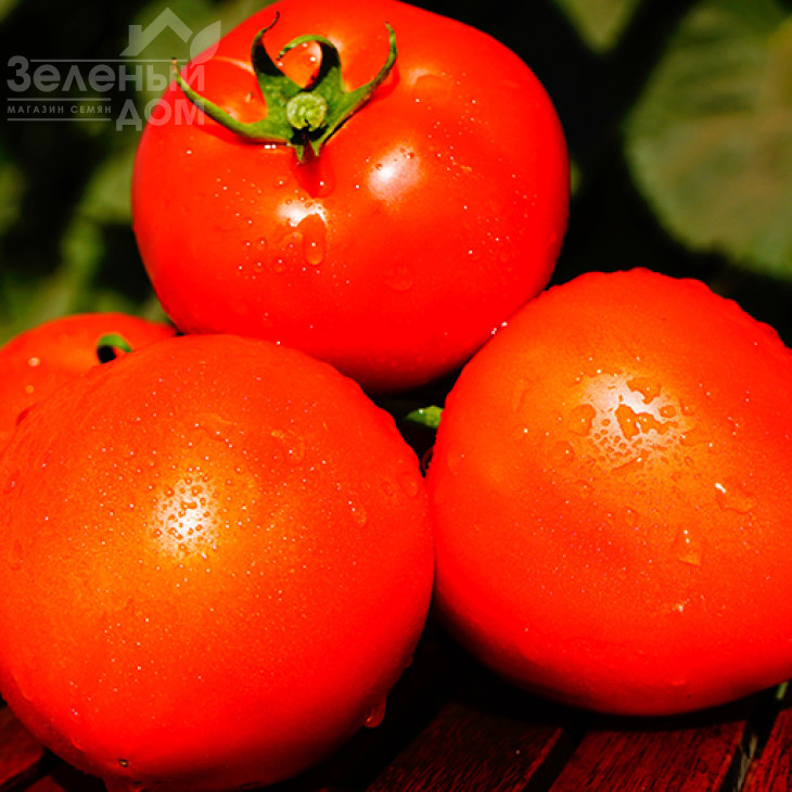 Каста F1 / Kasta F1,55-60 днів фото 3