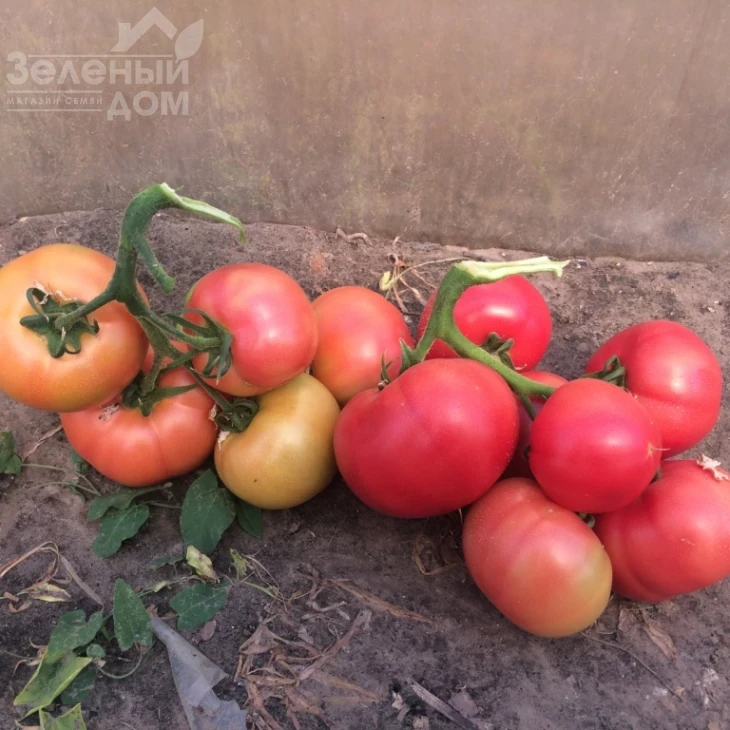 Ризотта F1 / Rizzota F1 фото 3