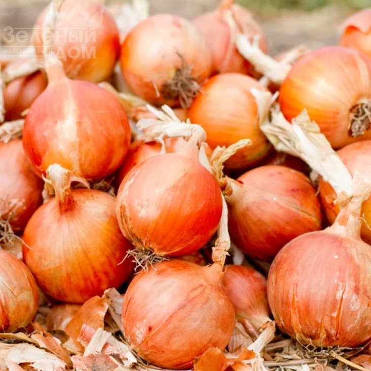 Делфис F1 / Delfis F1,125-130 дней фото 1