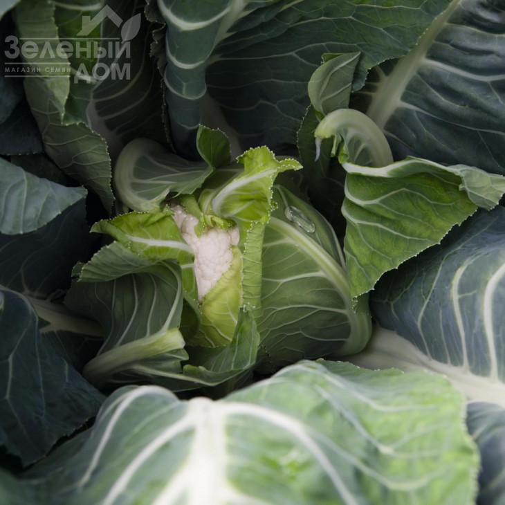 Балбоа F1 / Balboa F1,89 днів фото 2