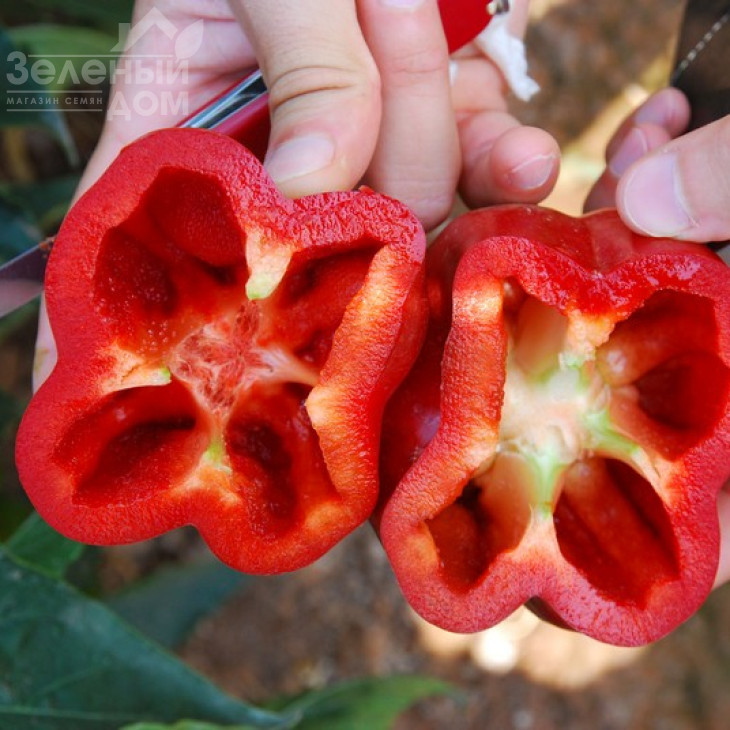 Ред Джет F1 / Red Jet F1,75-80 днів фото 1