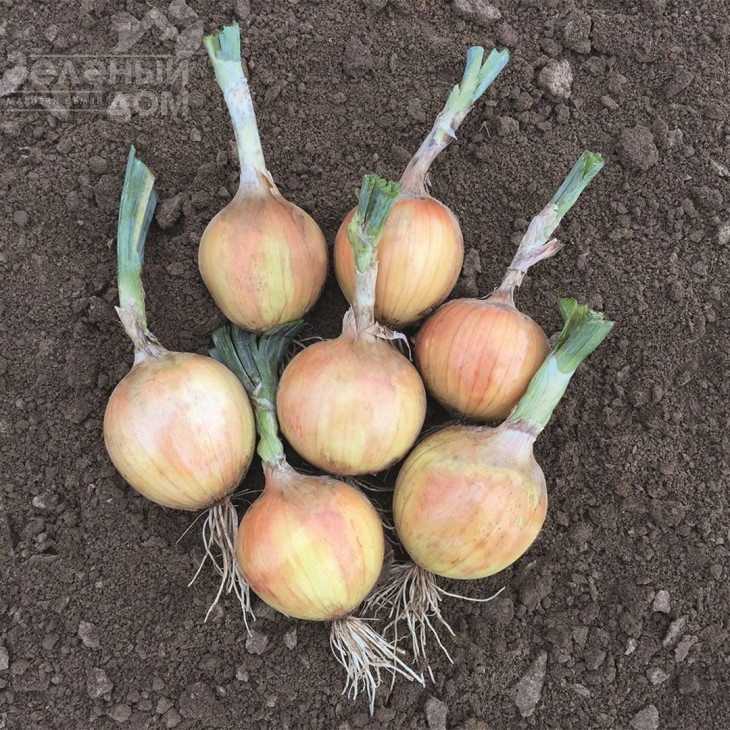 Хайсінгер F1 / Hysinger F1,120-125 днів фото 1