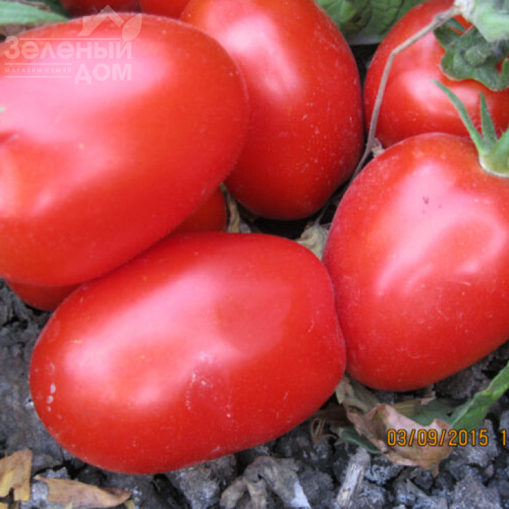 8504 F1 / 8504 F1, 125 днів фото 3