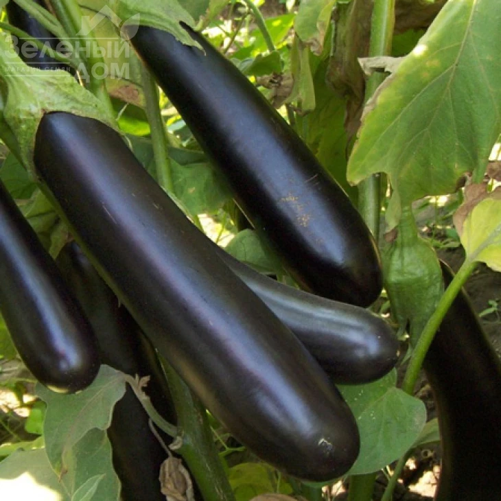 Ирис F1 / Iris F1,60-65 дней фото 1