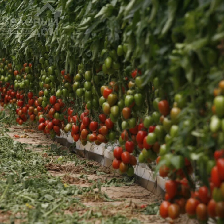 Эльза F1 / Elza F1,100 дней фото 1