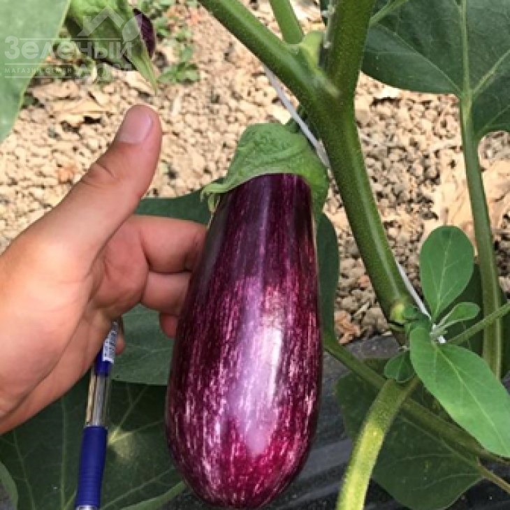 ЦРХ 50141 F1 / CRX 50141 F1,60-65 днів фото 1