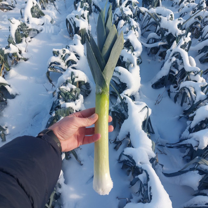 Плустон F1 / Pluston F1, 110-120 днів фото 2