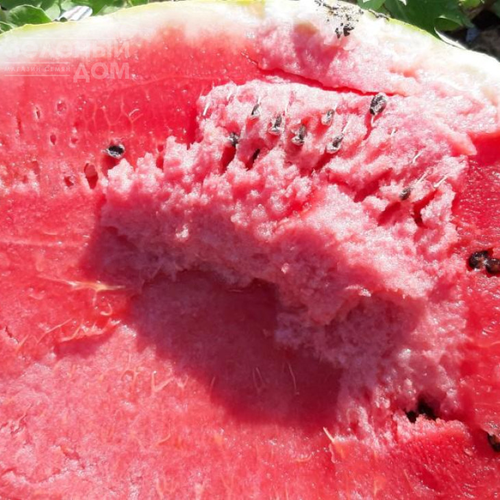 Ланкастер F1 / Lancaster F1, 63-67 днів фото 4