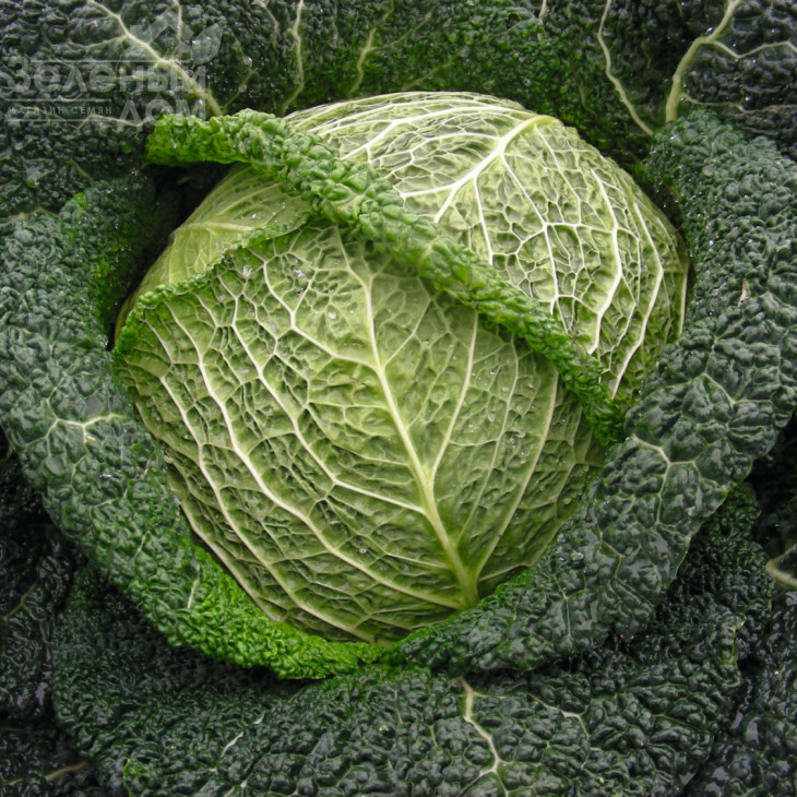 Віроса F1 / Wirosa F1,137 днів фото 1