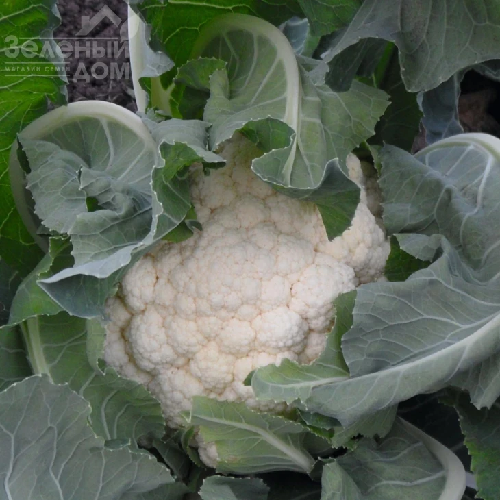 Гудмен / Goodman,75 дней фото 1