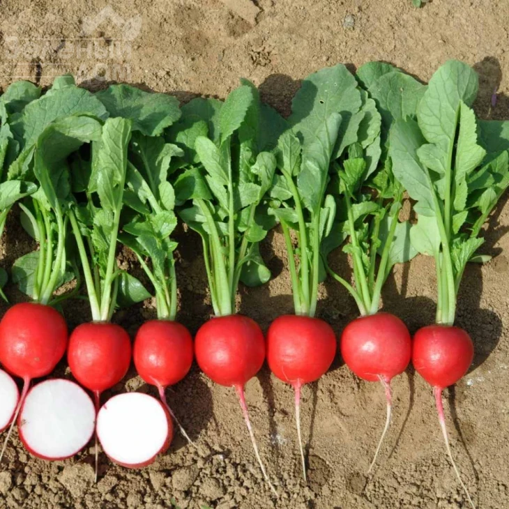 Донато F1 / Donato F1 фото 1