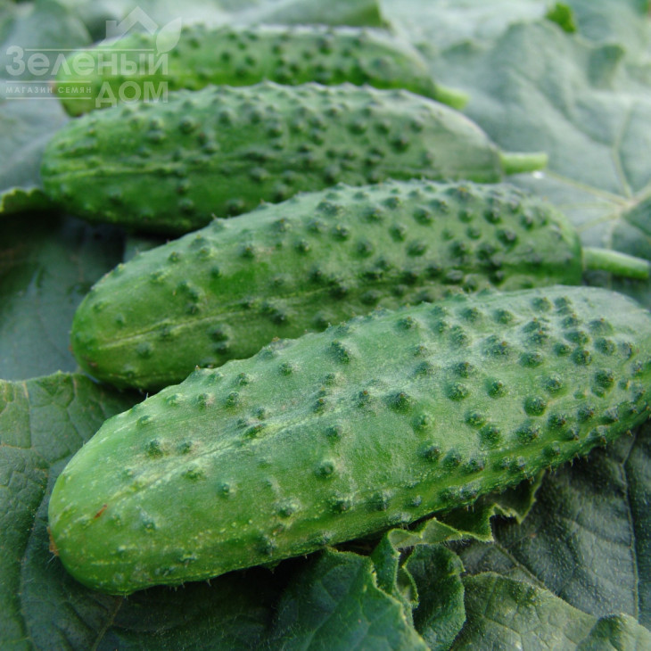 Корвета F1 / Korveta F1 фото 1