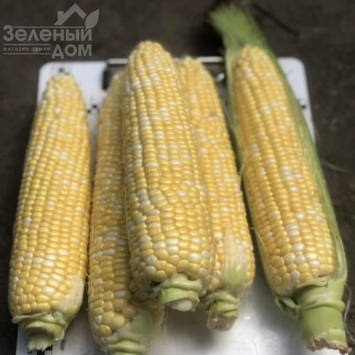 Экшен F1 / Action F1, 77 дней фото 1