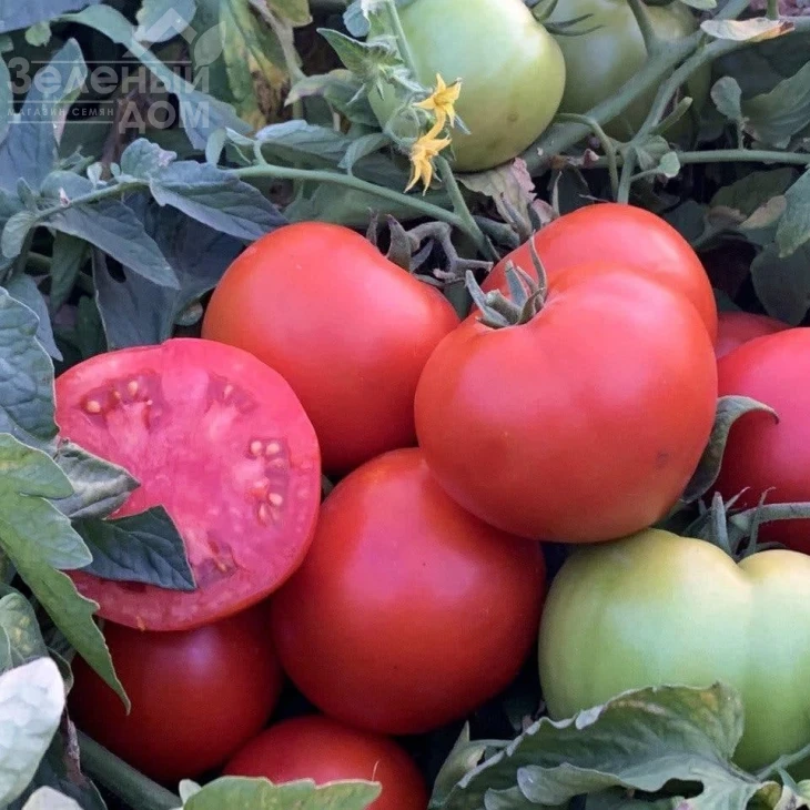 Рихам F1 / Riham F1,60-62 дня фото 4