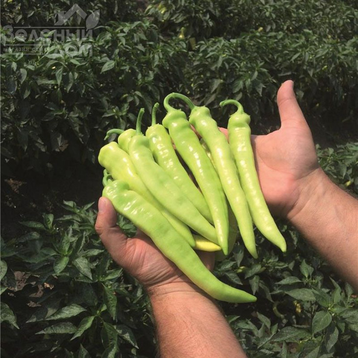 Ангара F1 / Angara F1,80 днів фото 1