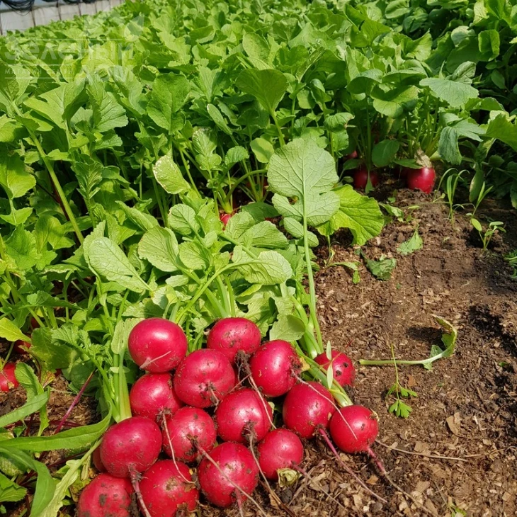 Виенна F1 / Vienna F1 фото 1