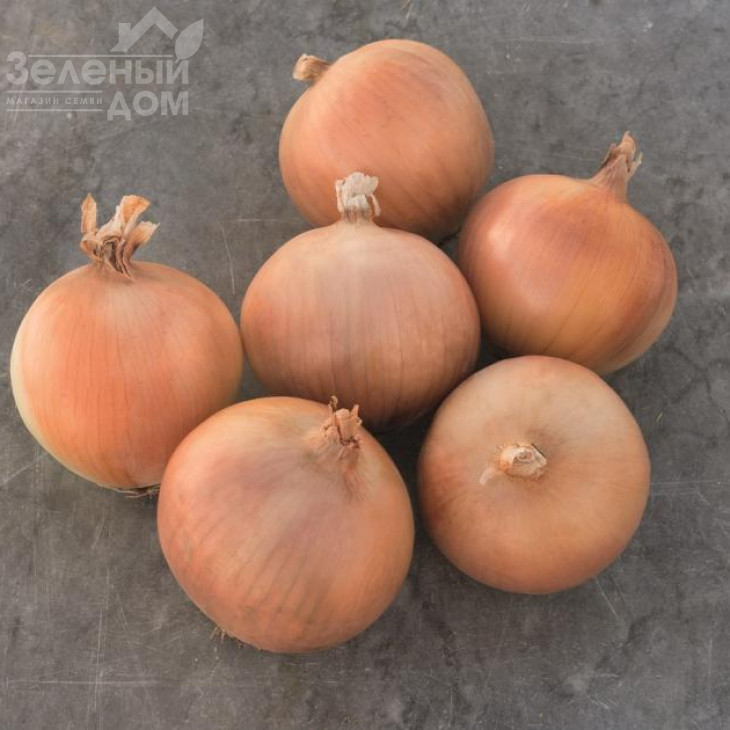 Брекстон F1 / Braxton F1,110 днів фото 1