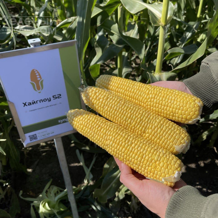 Хайглоу F1 / Highglow F1 фото 1