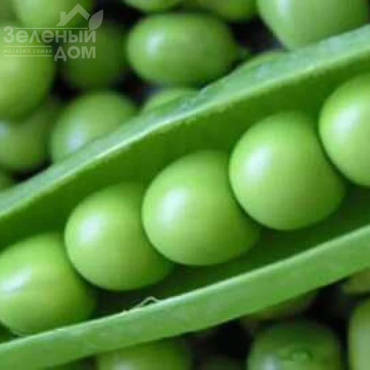 Норверт / Norvert фото 1