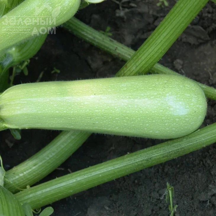 Сцили F1 / Scilly F1,45 дней фото 1