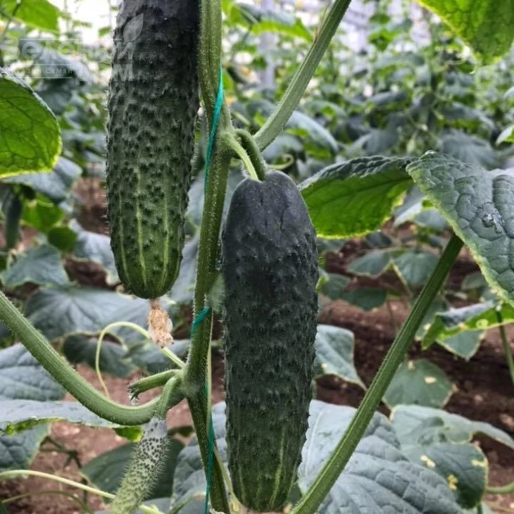 Ратник(315) F1 / Ratnik(315) F1,33-35 дней фото 1