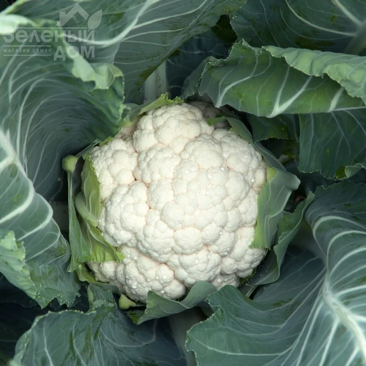 Белькур F1 / Belcourt F1,70-85 дней фото 1