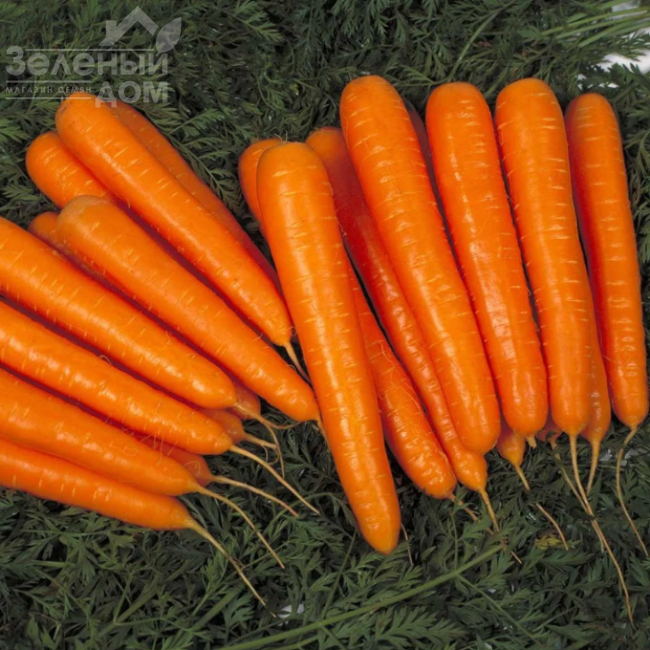 Сіркана F1 / Sirkana F1,120-130 днів фото 1