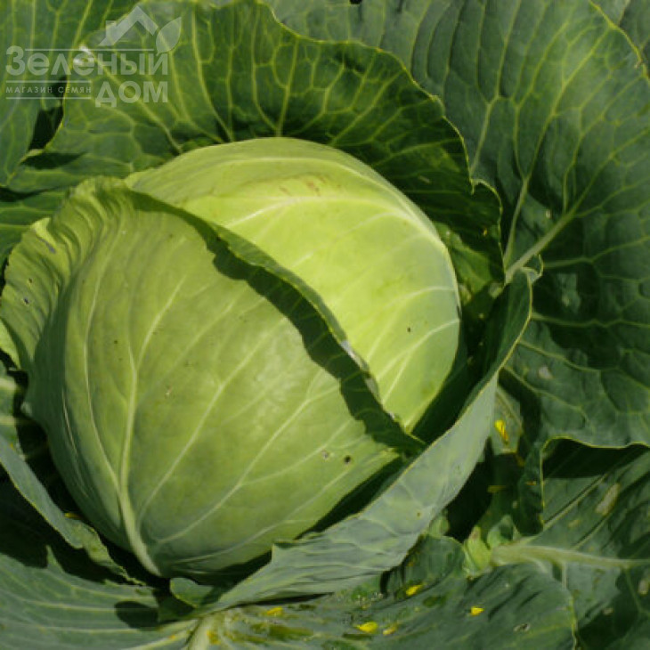 Пасадена F1 / Pasadena F1,50-55 днів фото 1