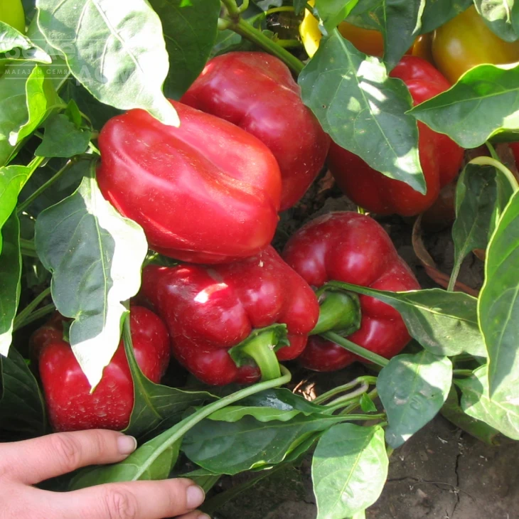 Актеон / Akteon,65-75 дней фото 2