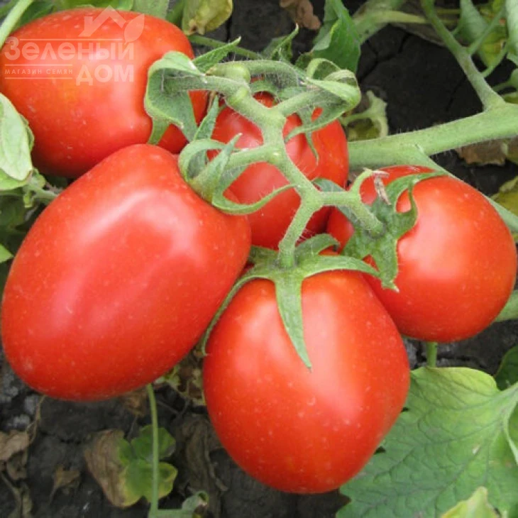 8504 F1 / 8504 F1, 125 дней фото 2