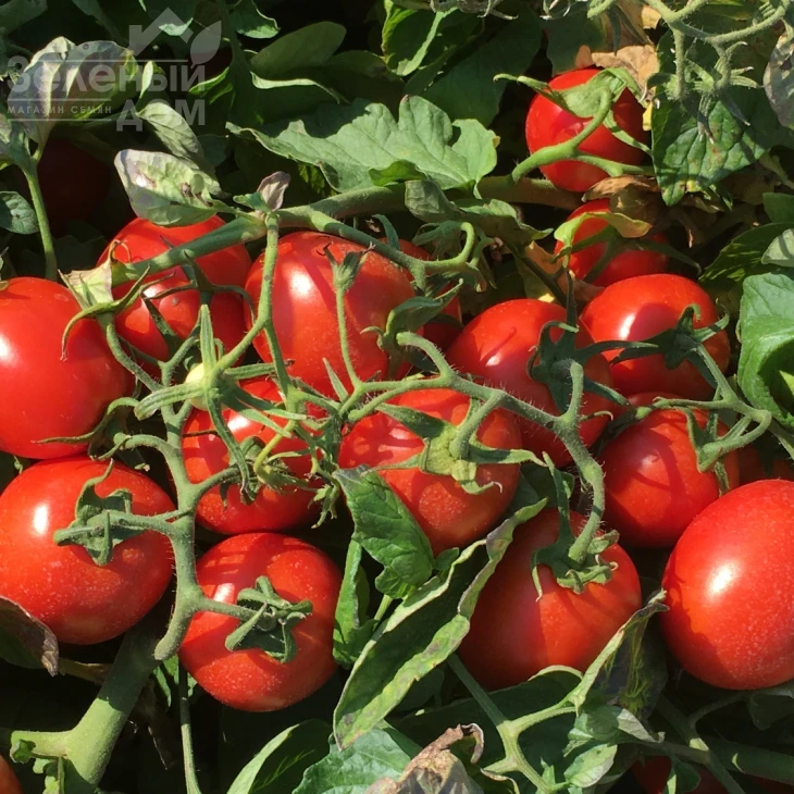 Н6438 F1 / N6438 F1 фото 4