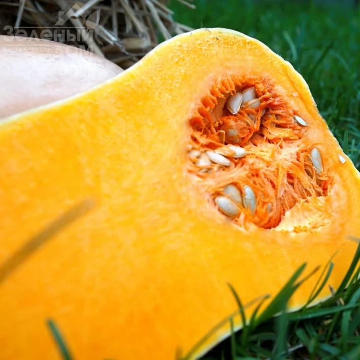 Ариель F1 / Ariel F1,85-100 дней фото 1