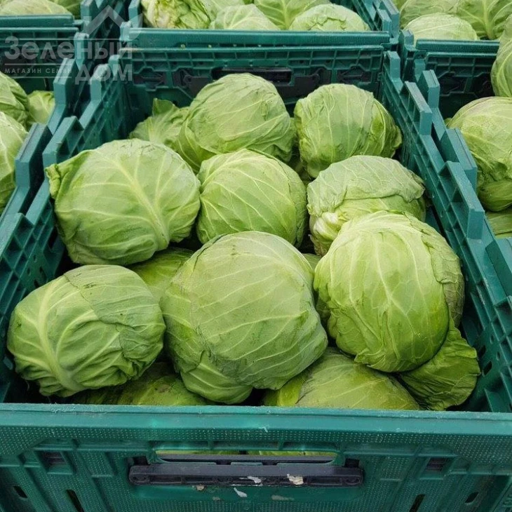 Пандион F1 / Pandion F1,48-53 дня фото 2