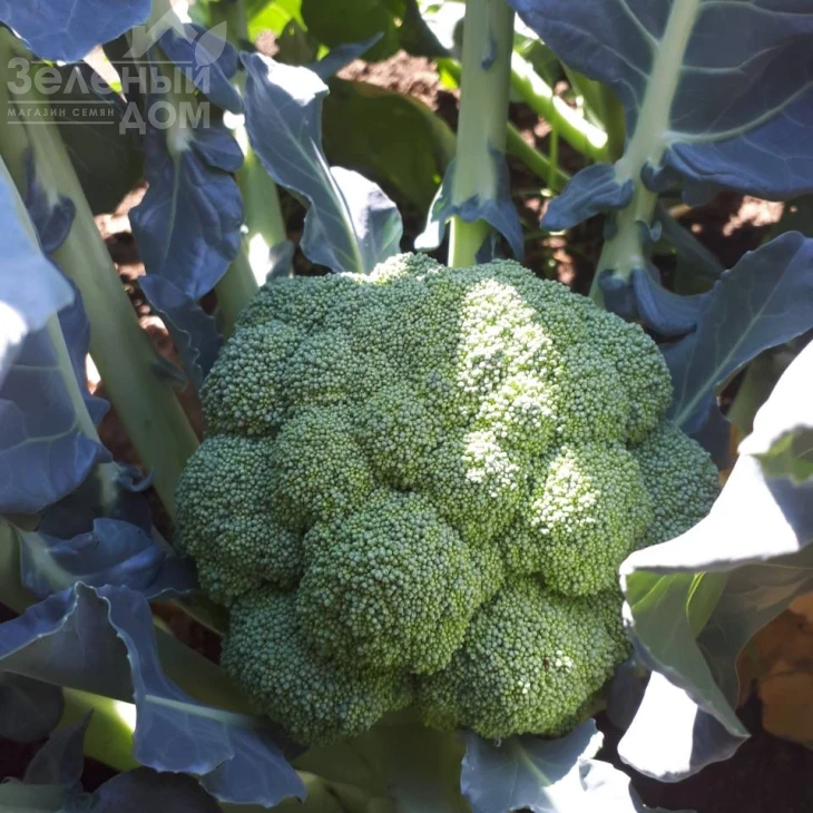 Самоа F1 / Samoa F1, 55-60 дней фото 1