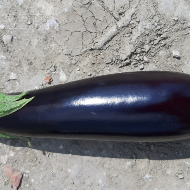 Ельдорадо F1 / Eldorado F1, 60-65 днів фото 3