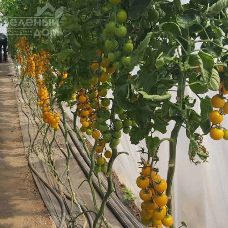 Саммер Сан F1 / Summer Sun F1 фото 4