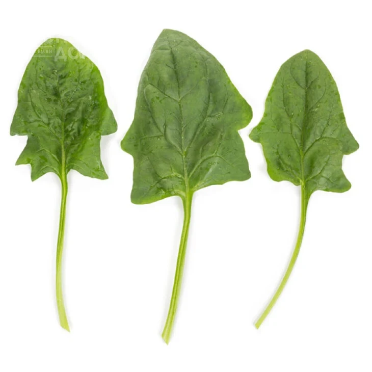 Пума F1 / Puma F1 фото 4