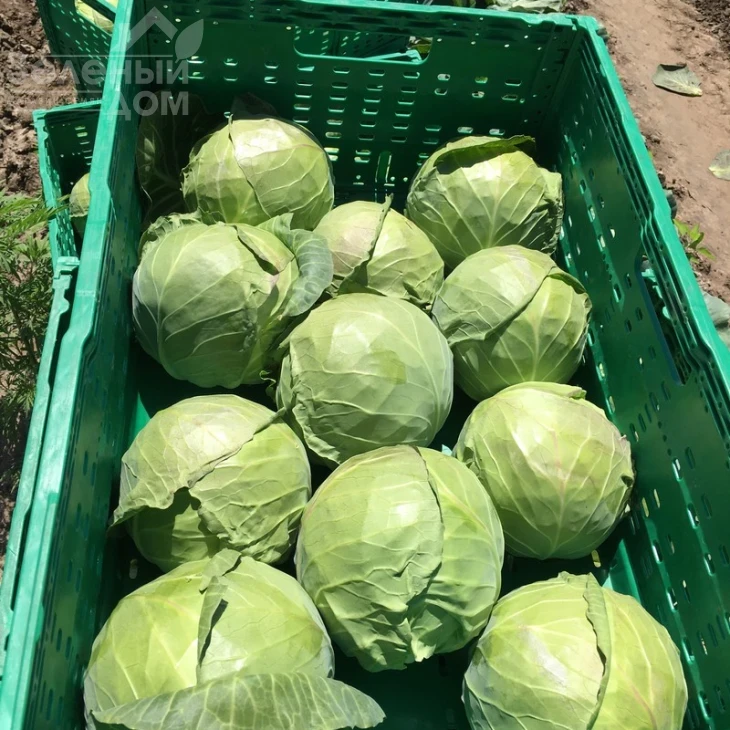 Радан F1 / Radan F1,58-62 дня фото 2