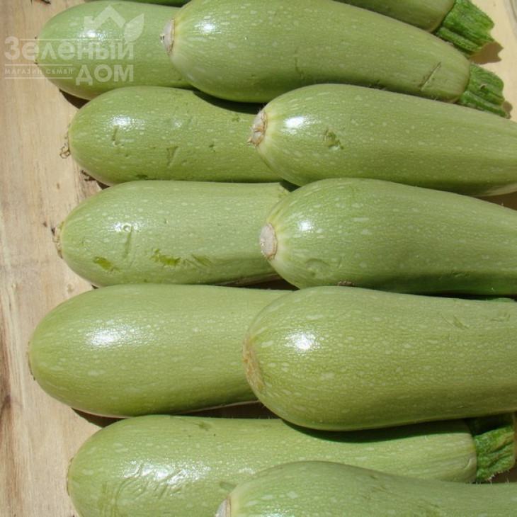 Асма F1 / Asma F1,40-45 днів фото 4