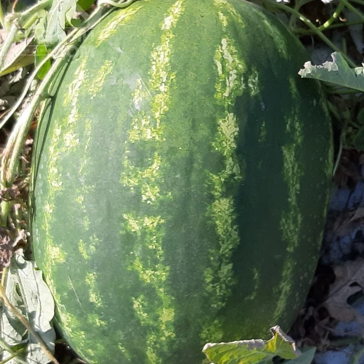 Марана F1 / Marana F1, 65-70 дней фото 1