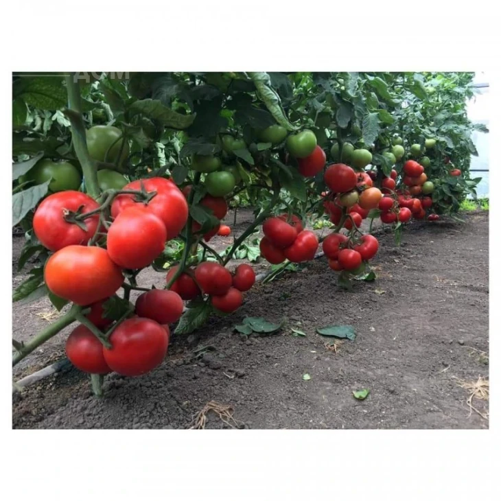 Саймон F1 / Saimon F1 фото 1