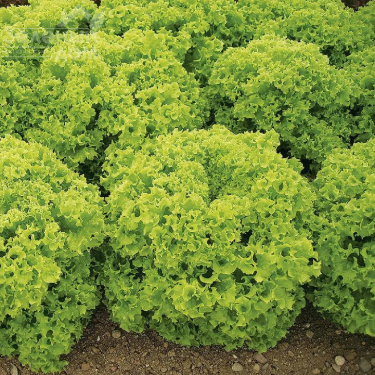 Кріска / Kriska фото 1