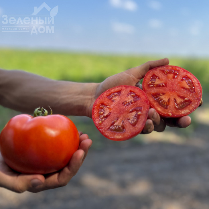 Томатіна F1 / Tomatina F1, 62-67 днів фото 2
